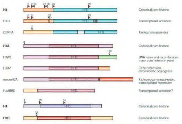 Figure  6.  Canonical  core  histones  and  their  variants.  The  major  core  histones  contain  a  conserved  histone-fold  domain  (HFD)