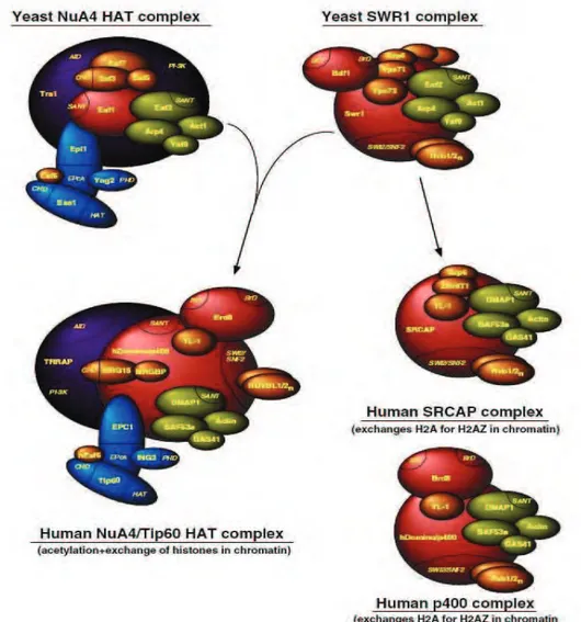 Figure 8. SWR1-related complexes in mammalian cells. (Billon and Cote 2012) 