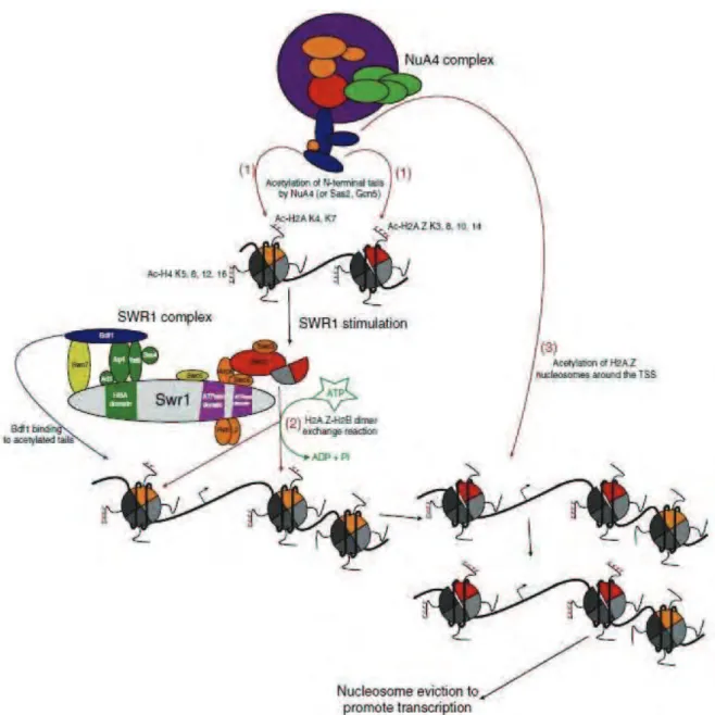 Figure  9.  H2A.Z  deposition  by  the  SWR1  complex  and  the  connection  with  histone  acetylation