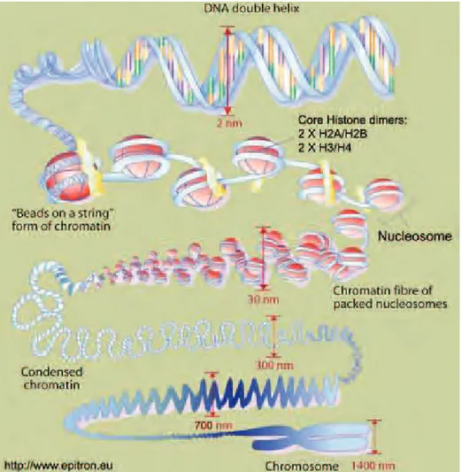 Figure  1.  Levels  of  chromatin  compaction  between  double  helix  DNA  and  the  metaphasic  chromosome