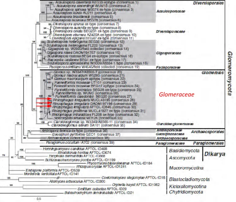Figure 2. Arbre phylogénétique du clade Glomeromycota établi à  partir de la petite et de la grande sous unité de l’ADN ribosomique