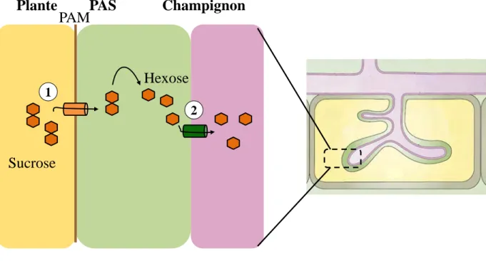 Figure 6. Le transport du carbone au cours de la symbiose mycorhizienne.  PAM Champignon Plante PAS Sucrose Hexose 1 2 