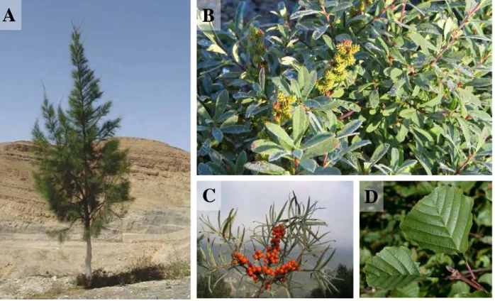 Figure 8. Exemples de plantes actinorhiziennes 