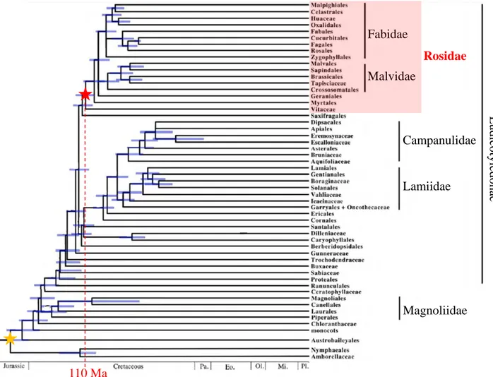 Figure  11.  Arbre  phylogénétique  représentant  l’apparition  des  Rosidées  au sein des Angiospermes 