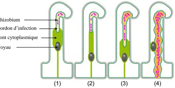 Figure 20. Schéma représentant les différentes étapes de la croissance  du cordon d’infection dans un poil absorbant  