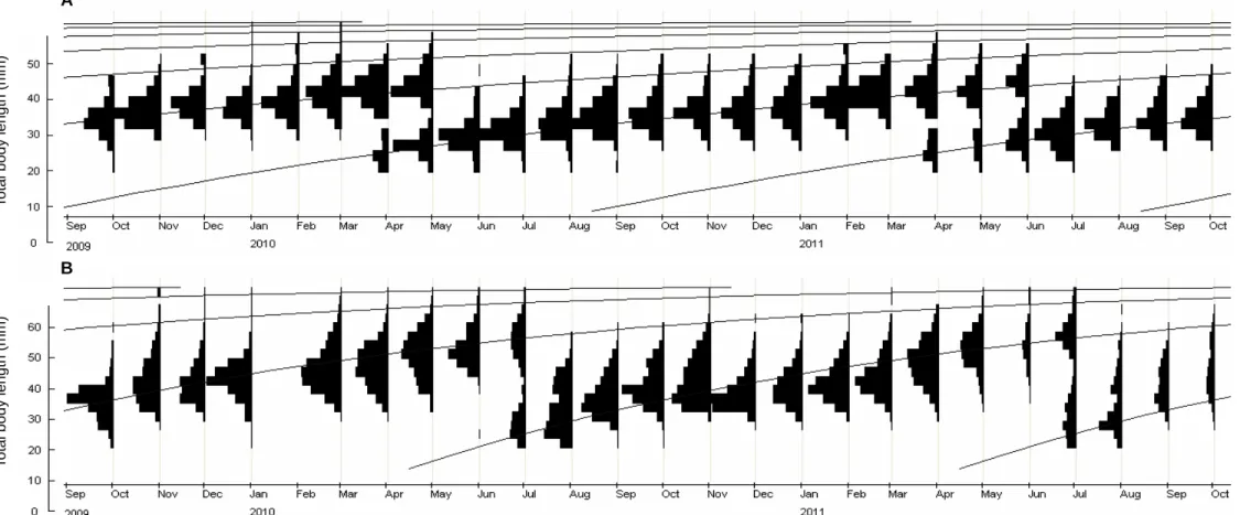 Fig. 12 Growth lines of (A) R. cliffordpopei and (B) R. giurinus using Electronic Length Frequency Analysis (ELEFAN)