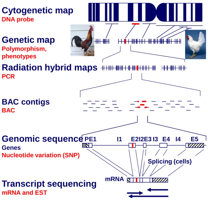 Figure I-3: Genome maps. E ach genome map type provides different information. Cytogenetic mapping, by hybridizing directly DNA probe(s) onto chromosomes, provides the chromosome identification
