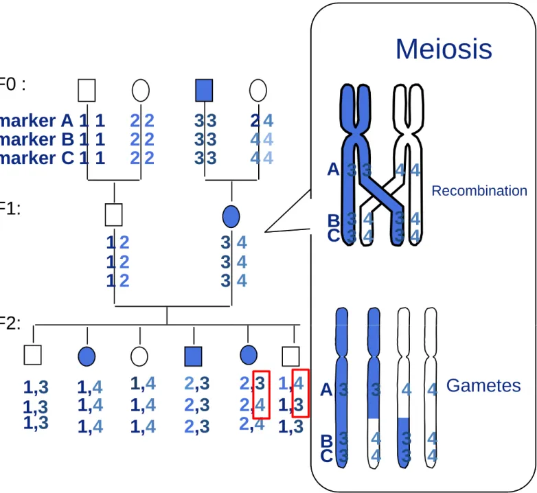 Figure I-4: Principle of genetic mapping. Ge netic maps are constructed by linkage analysis between markers segregating in families