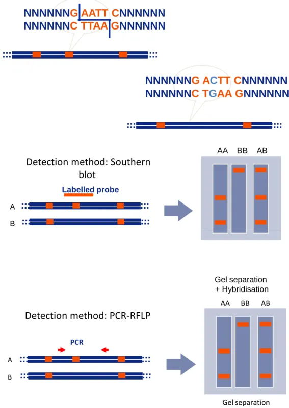 Figure I-5: Restriction Fragment Length Polymorphism (RFLP). They were formerly used as DNA markers for linkage