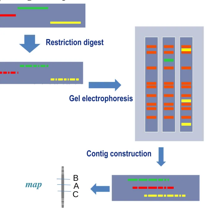 Figure I-8b: The principle of BAC contig construction. T hree clones used as a demonstration example