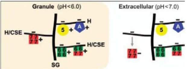 Figure 4. Complexes protéoglycanes/protéases à l’intérieur ou à l’extérieur du mastocyte