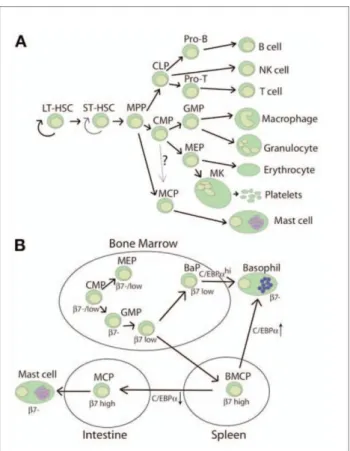 Figure 7. Les deux modèles de différenciation mastocytaire. 