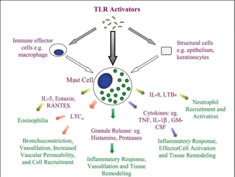 Figure 8. Impact de l’activation des mastocytes par les TLR.  D’après Marshall et al. 195   