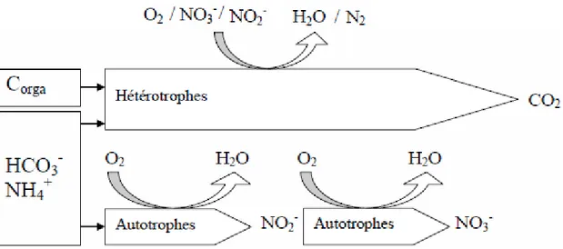 Figure  5  :  Représentation  des  substrats  et  produits  issus  de  la  croissance  des  populations  bactériennes  hétérotrophes  et 