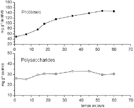 Figure 12 : Evolution de la quantité en protéines et de polysaccharides extraits par ultrasonication pendant la granulation  (Zhang et al