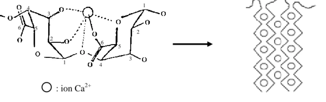 Figure 24 : Formation du gel à base d’alginate en présence de calcium selon Sobeck and Higgins (2002)