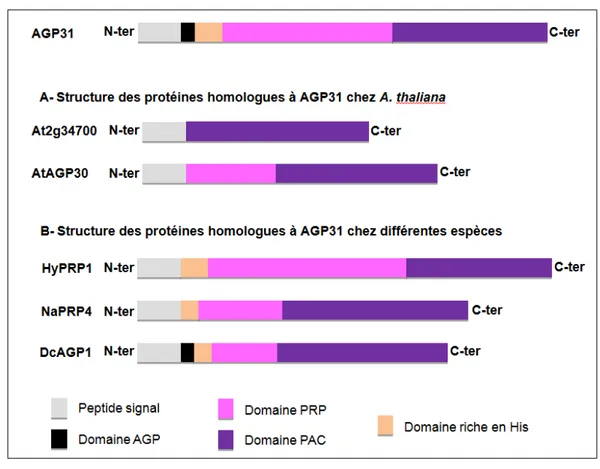 Figure 1.10 : Structure du corps protéique des protéines partageant des domaines avec AGP31 