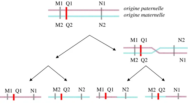 Figure 1.1 Crossing-over et recombinaison 