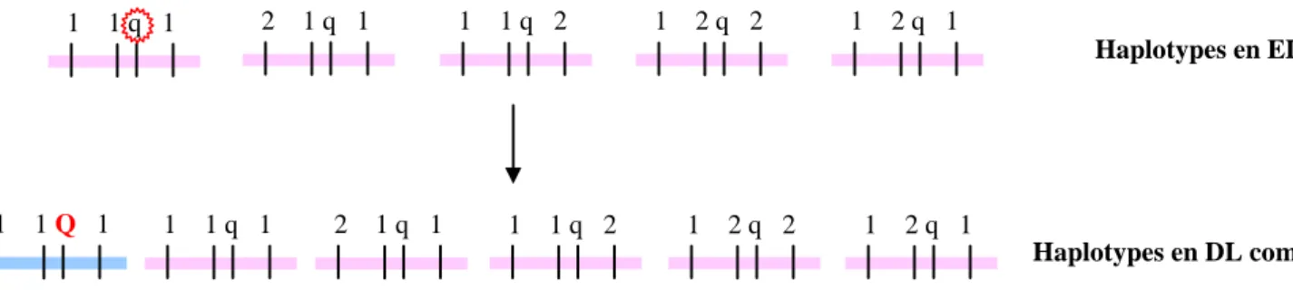 Figure 3.1 Déséquilibre de liaison complet. 