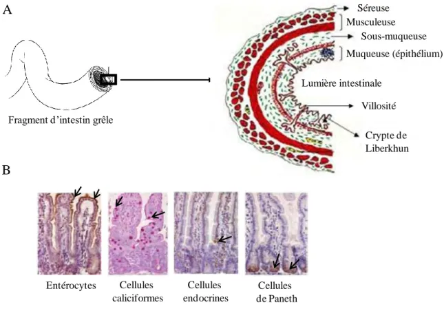Figure 2 : Structure de l’épithélium intestinal (Pinto and Clevers, 2005) 