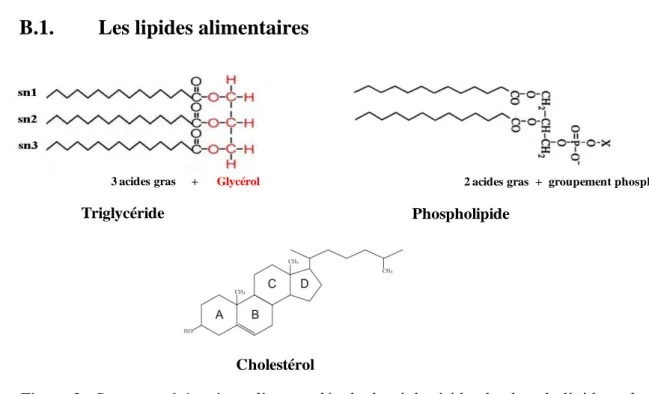 Figure 3 : Structure shématique d’une molécule de triglycéride, de phospholipide et de  cholestérol  