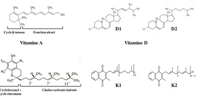 Figure 4 : Structures chimiques des vitamines liposolubles 