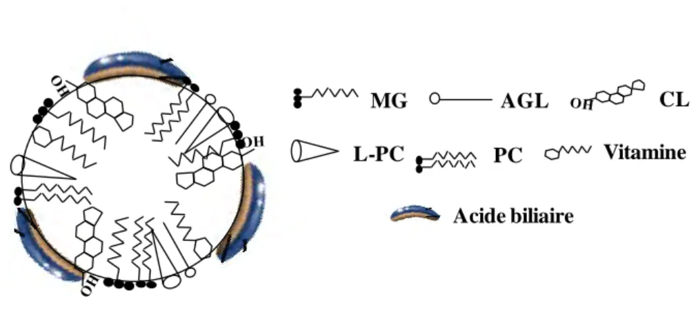 Figure 5 : Structure schématique d’une micelle mixte 