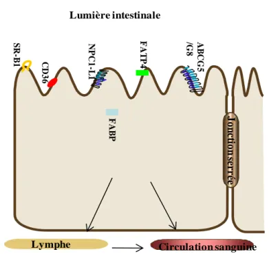 Figure 6 : Principales protéines impliquées dans le transport des lipides au niveau du pôle  apical de l’entérocyte 