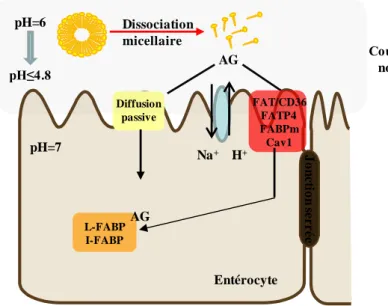 Figure 7 : Captage entérocytaire des acides gras 