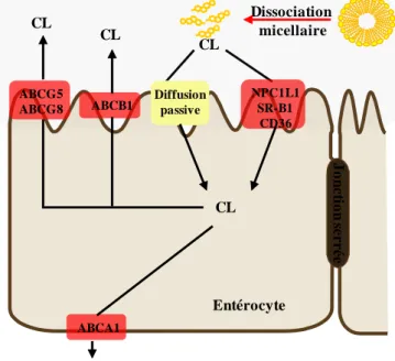 Figure 8 : Captage entérocytaire du cholestérol   Adapté de (Iqbal and Hussain, 2009) 