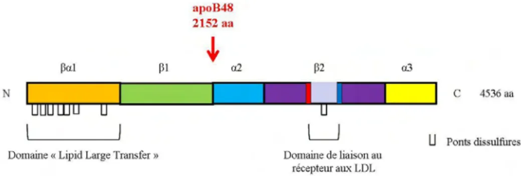 Figure 13 : Représentation schématique de l’apoB100 humaine  (Segrest et al., 2001) 