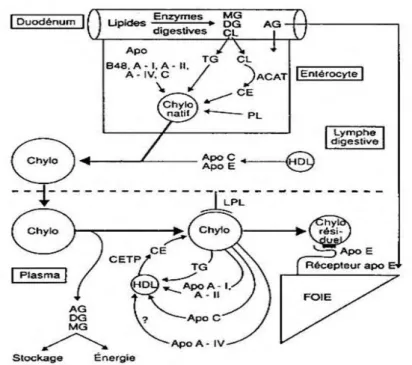 Figure 14 : Métabolisme des chylomicrons 