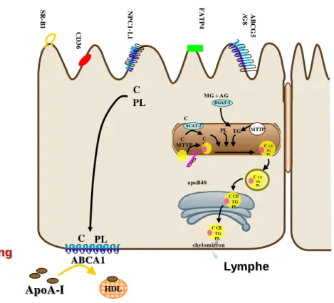 Figure 15 : Formation des HDL intestinales 
