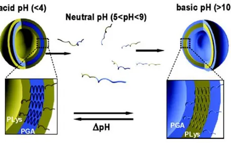 Figure I.20. Représentation schématique de l’auto-assemblage en vésicules «schizophrènes» du dibloc  poly(acide  L-glutamique) 15 -b-poly(L-lysine) 15 