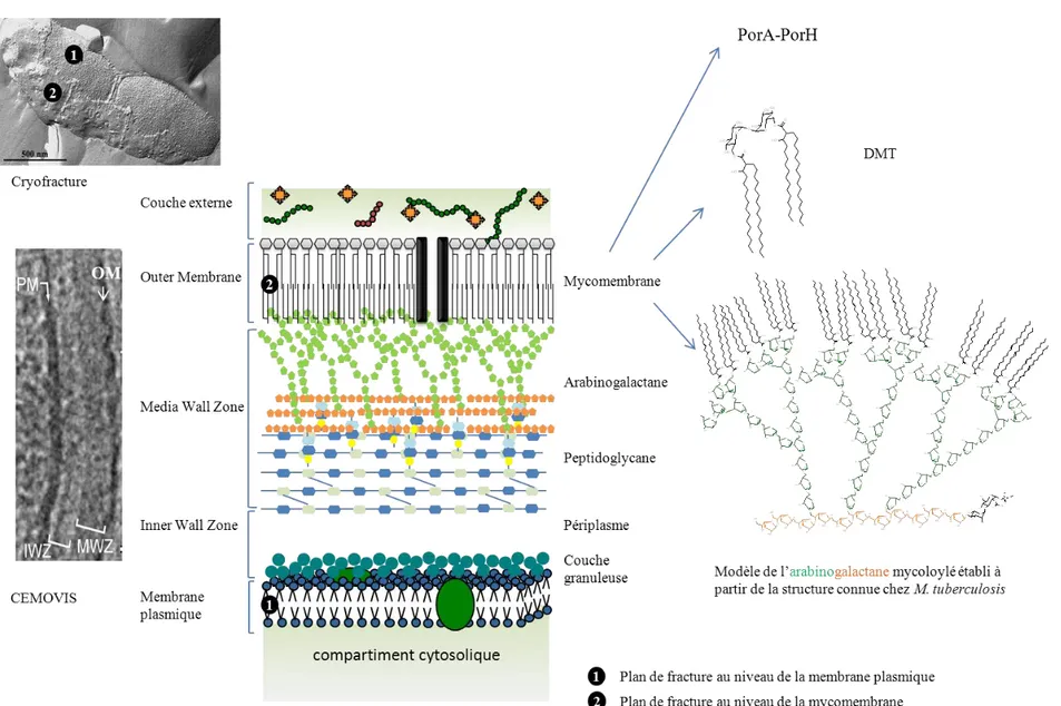 Figure 3 : Modèle de l’enveloppe de Corynebacterium glutamicum établi à partir des données de cryofracture et du CEMOVIS (Zuber et al, 2008)  