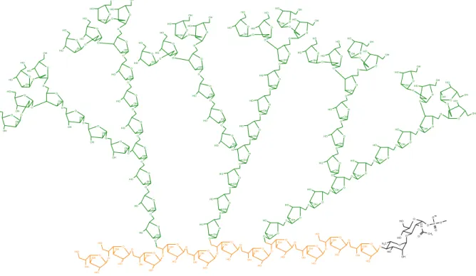Figure  8 :  Structure  de  l’arabinogalactane  chez  M.  tuberculosis  (Daffe  et  al,  1990)