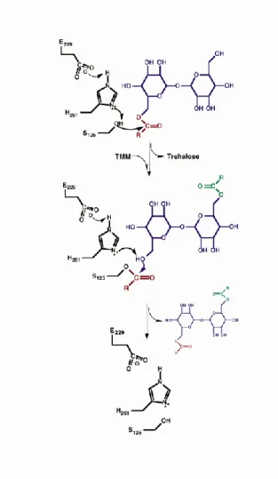 Figure 18 : Mécanisme réactionnel de transfert des acides mycoliques par l’Ag85C (Ronning et al, 2000) 