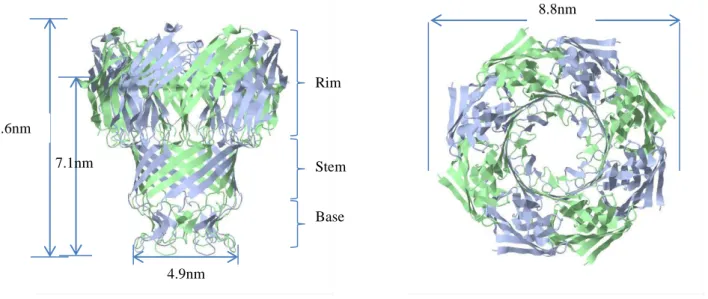 Figure 20 : Structure de la porine MspA de M. smegmatis A) vue de face ; B) vue de haut (Faller et al, 2004) 