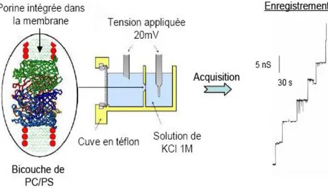 Figure 23 : Schéma du dispositif de mesure de l’activité porine en bicouche lipidique plane (BLM) 