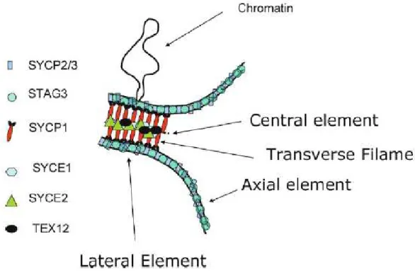 Figure  I-4 :  Représentation  schématique  d’un  complexe  synaptonémal  et  de  certaines  cohésines qui y sont associées (Costa et al., 2007)