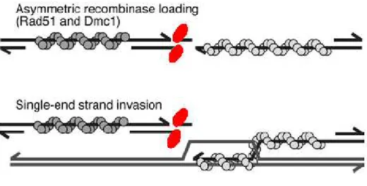 Figure I-8 : Représentation schématique de la formation d’une invasion simple brin (d’après  Keeney et Neale, 2006)