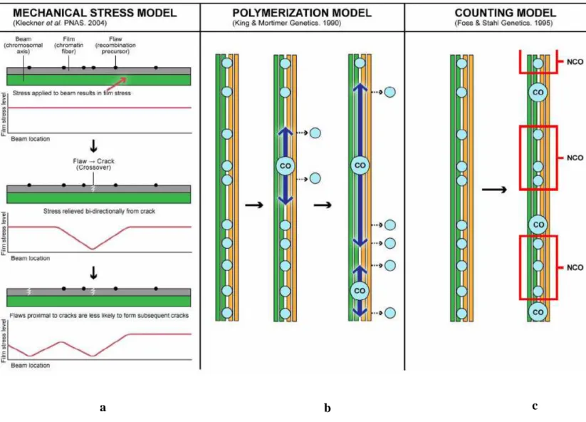 Figure  I-12 :  Représentation  schématique  des  différents  modèles  de  mise  en  place  de  l’interférence (d’après Berchowitz, 2010)