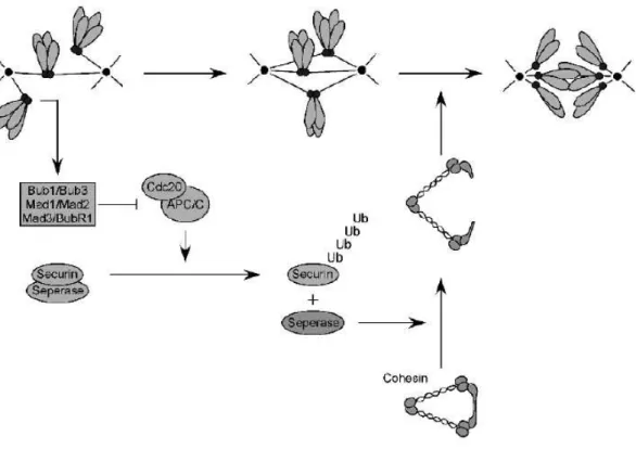 Figure I-15 : Représentation schématique du mécanisme de ségrégation des chromosomes et  de son contrôle (Taylor et al., 2004)