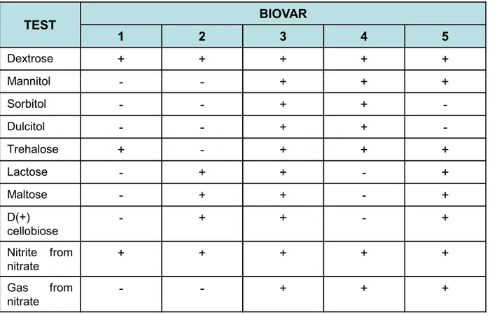 Table 2. Biovars of the R. solanacearum species complex. Adapted from Daughtrey 2003 [From Denny and Hayward, 2001].