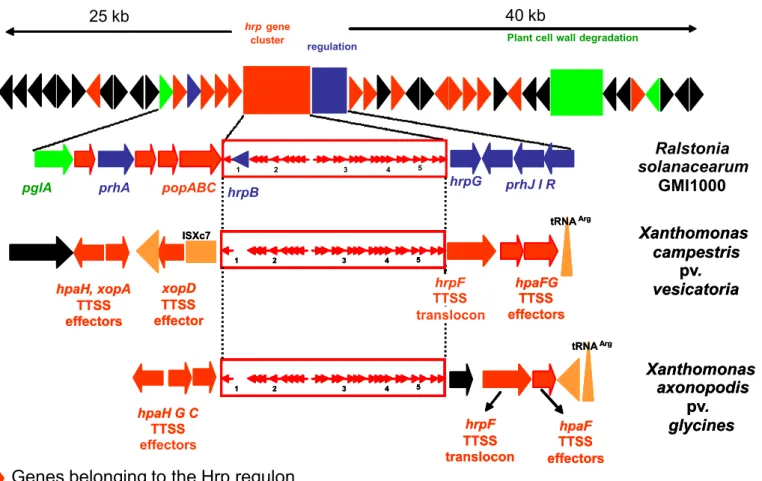 Figure 7. Genetic organization of the Hrp gene cluster of plant pathogenic bacteria from group II