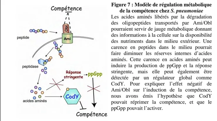 Figure 7 : Modèle de régulation métabolique  de la compétence chez S. pneumoniae 