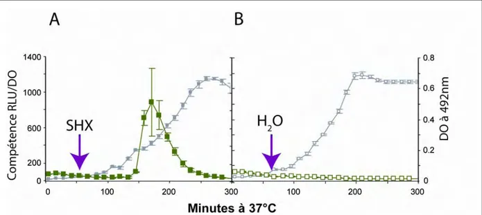 Figure 17 : Induction de la compétence en réponse à la sérine hydroxamate 