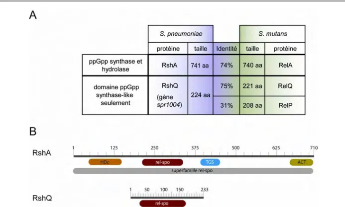 Figure 18 : Structure des gènes responsables de la production de (p)ppGpp chez S. 