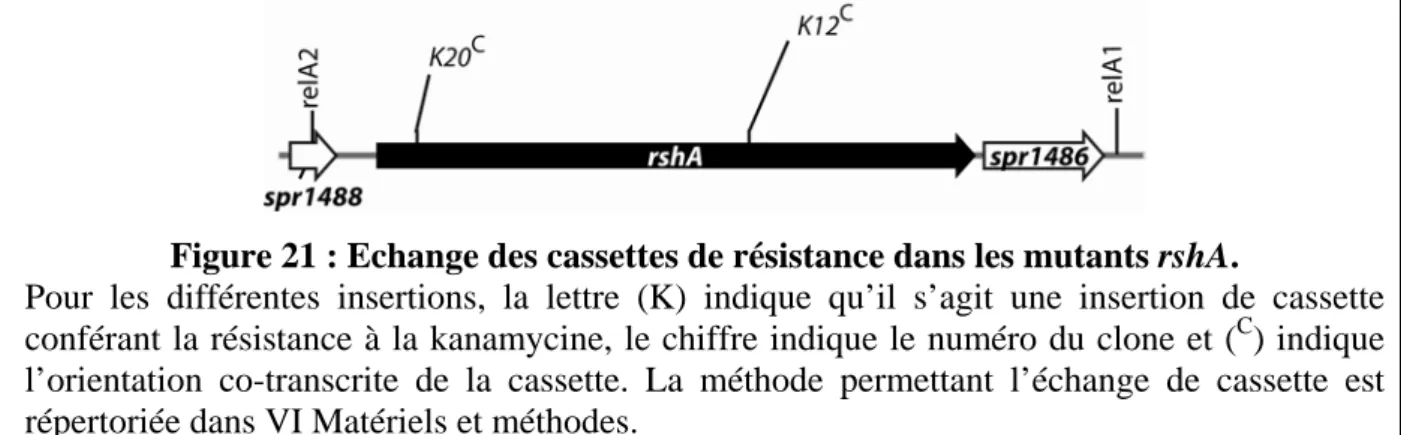 Figure 21 : Echange des cassettes de résistance dans les mutants rshA. 