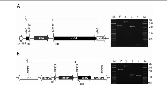 Figure 22 : Vérification de l’intégration des minitransposons dans rshA et rshQ. 